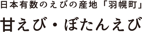 日本有数のえびの産地「羽幌町」甘えび・ぼたんえび