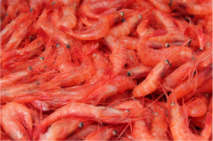 地域産業の活性化のための事業